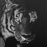 Tiger avatar